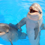 Mundomar - Benidorm - @lix - - Flickr