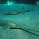 Aquarium de Gênes - Ligurie - @Maman Voyage - Flickr